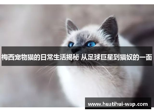 梅西宠物猫的日常生活揭秘 从足球巨星到猫奴的一面